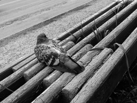 Lonely Dove Sits On Bench 