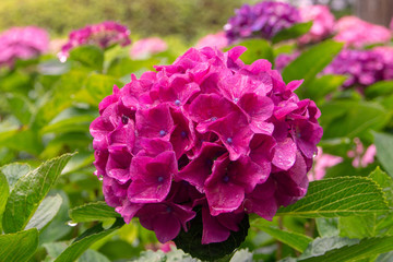 三室戸寺の紫陽花