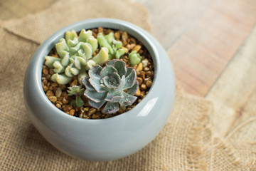  Small succulent plants in a ceramic planter. arrangement of succulents; cactus 