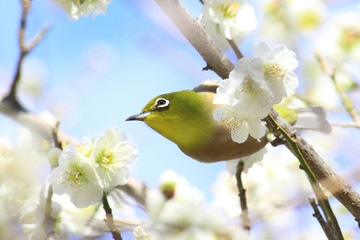 目白と白梅　春イメージ　空バック