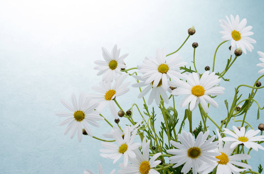 マーガレット Images Browse 4 598 Stock Photos Vectors And Video Adobe Stock