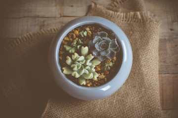  Small succulent plants in a ceramic planter. arrangement of succulents; cactus 
