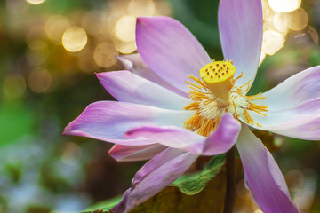 Morning Cheerful Water Lily