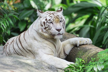 Napping White Tiger