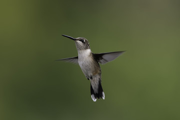A Hummingbird's Life