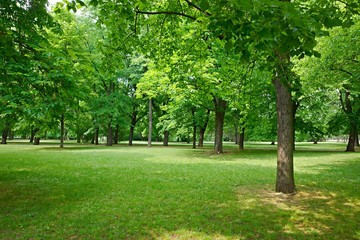 Naklejka na ściany i meble Green trees in a park