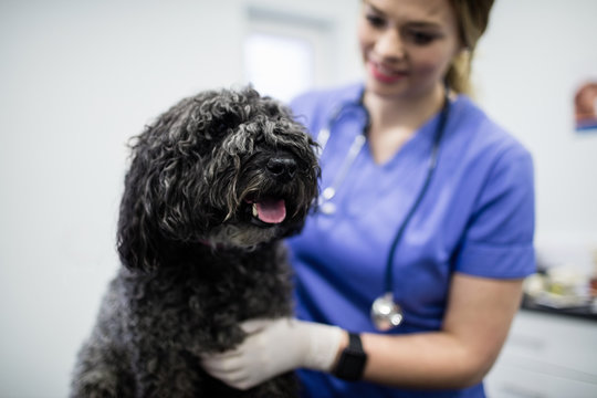 Vet examining dog