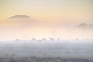 HORSES grazing in mist, dawn, Umzimkulu Valley, Underberg, South Africa 