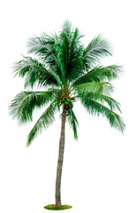 Fototapeta na wymiar Coconut tree isolated on white background with copy space. Used for advertising decorative architecture. Summer and beach concept. Tropical palm tree.