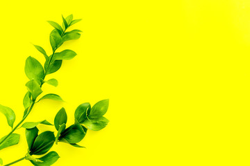 Summer background. Young sprig with green foliage on yellow top view space for text