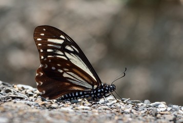 Butterfly from the Taiwan (Chilasa agestor matsumurae) Spotted butterfly in water.