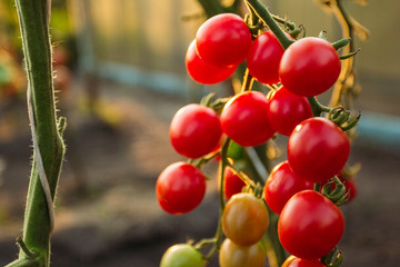 Cherry tomatoes on branches