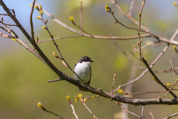 Flycatcher in the spring on a tree