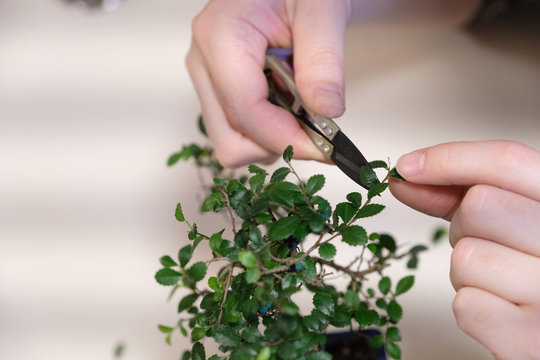 A man at work on shaping the crown of a small bonsai tree