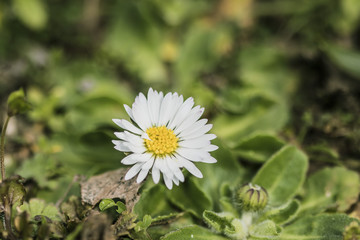 White daisy flower in bloom on a green garden