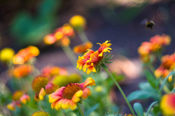 pollination by bees colorful flowers Gaillardia in the garden