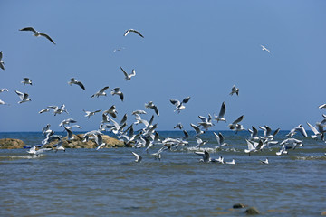 The seagulls fly at sea
