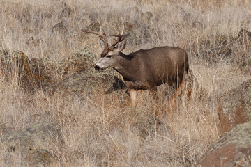 Mule Deer buck