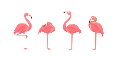 Set of flamingos isolated on white background. illustration. - obrazy, fototapety, plakaty