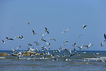 The seagulls fly at sea