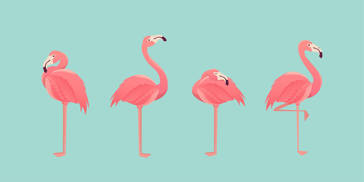 Set of flamingos isolated on background. illustration.