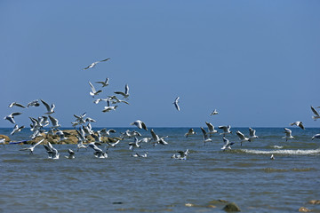 The seagulls fly at sea
