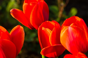 Obraz na płótnie Canvas colorful tulips in early spring in the garden