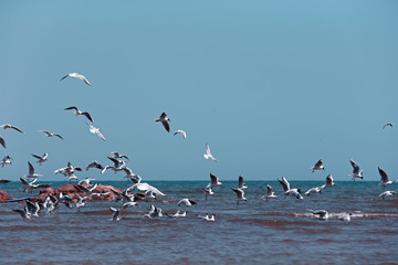 The seagulls fly at sea
