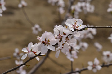Beautiful apricot flowers