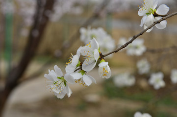 Beautiful apricot flowers