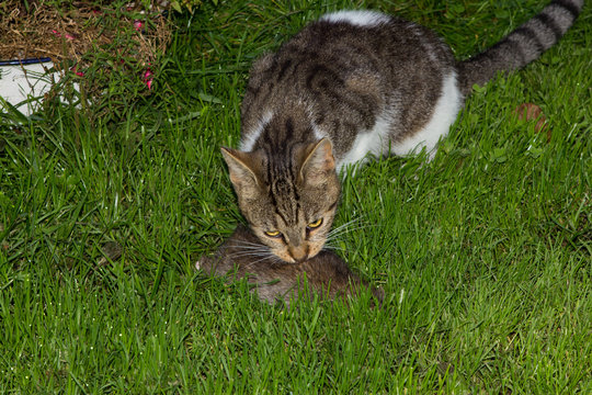 Young cat eats a rat.