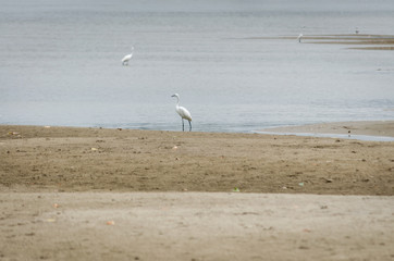 White heron on the bank of the Danube River 