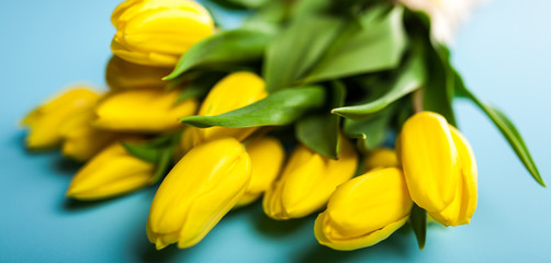 Yellow tulips on blue background