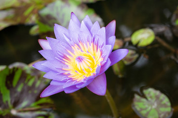 purple lotus flowers in the canal