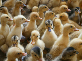 A lot of small ducklings