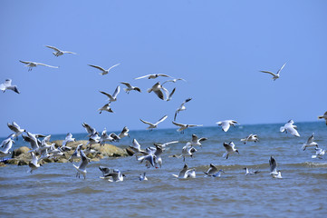 Seagulls fly in free