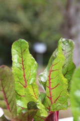 スイスチャード