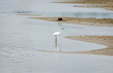 White heron on the bank of the Danube River 