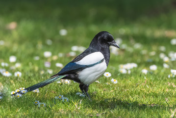 Eurasian Magpie, Pica pica, beautiful bird standing on the grass in springtime
