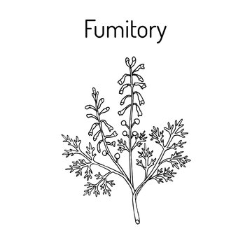 Fumitory Fumaria officinalis , or Earth smoke