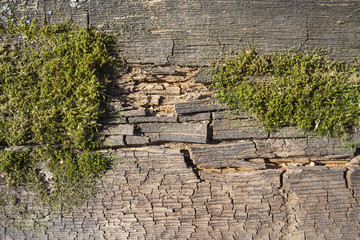 wood texture background with green moss