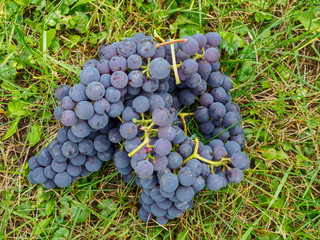 Broken bunches of red grapes lie on a green lawn.