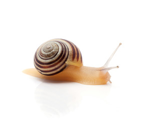 snail on a white background. macro