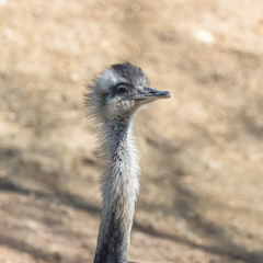 ostrich, Rhea americana, funny bird, head
