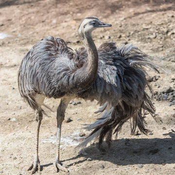 ostrich, Rhea americana, bird smoothing feathers
