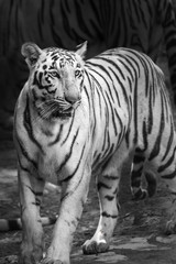 Fototapeta na wymiar Portrait of a White Tiger or bleached tiger in Rajkot, India 