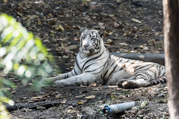  Portrait of a White Tiger in  Rajkot, Gujarat, India