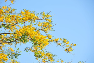 Burma Padauk in selective focus point