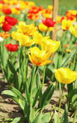 Buntes Tulpenbeet in der Blüte