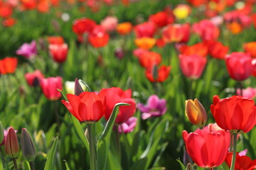 Obraz premium Tulpen Tulpenbeet in der Blüte